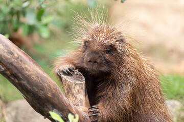 可愛いヤマアラシ