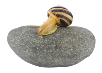 Snail on a stone isolated on a white background close-up. - obrazy, fototapety, plakaty