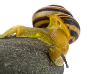 Snail on a stone isolated on a white background close-up.