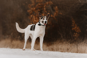 Obraz premium mixed breed dog posing outdoors in winter