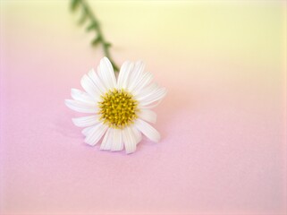 Closeup white common daisy on sweet color blurred background ,macro image , pink - yellow pastel color for lovely card design