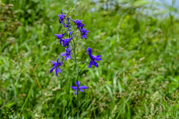 Beautiful blue inflorescence of  forking larkspur wildflowers close-up against a background of blurred bright spring-summer green grass. Natural fresh floral background with copy space