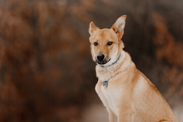 mixed breed dog portrait outdoors in a collar and id tag