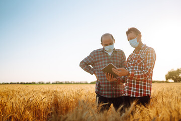 Two farmers in sterile medical masks with a tablet in their hands in a wheat field during pandemic. Agro business. Harvesting. Covid-2019.