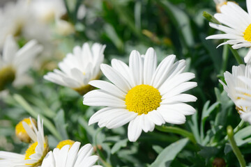 Fototapeta premium white marguerite in the garden
