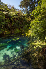 blue spring, new zealand