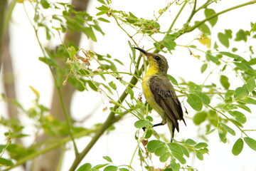 Fototapeta premium Sun bird in tree