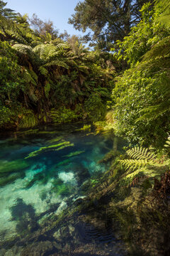 blue spring, new zealand
