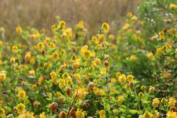 Yellow flowers of Trifolium aureum (large hop trefoil,  golden clover) in the field