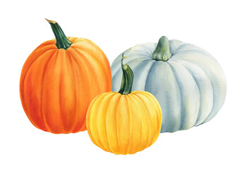 Harvest, composition of pumpkins on isolated white background, watercolor illustration, clipart