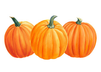 Composition of orange pumpkins on isolated white background, watercolor illustration, clipart, holiday halloween