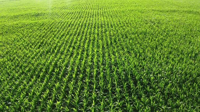 Plants field green agricultural countryside fresh farming floar