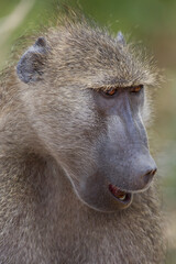 Sleepy male baboon in Africa