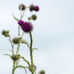 Nahaufnahme Knospe Mariendistel