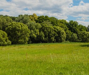 Pegnitzwiese mit Weidezaun 