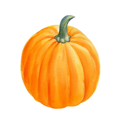 Orange Pumpkin on isolated white background, watercolor illustration