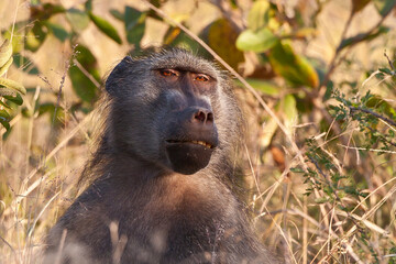 Sleepy male baboon in Africa