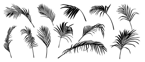 Palm Leaves vector. Shadow of Tropical coconut leaf, Summer exotic flora Isolated on White Background. Vector illustration.