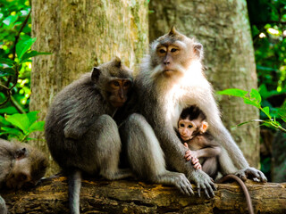 Naklejka na ściany i meble mother and baby monkey in the Monkey Forest on Bali, Indonesia 