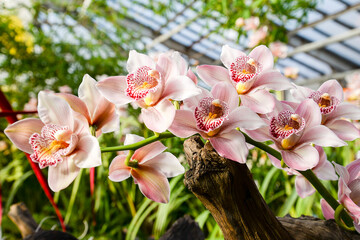pink orchid branch in greenhouse