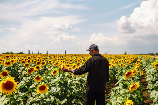 Farmer in the sunflower field. Harvesting, organic farming concept.
