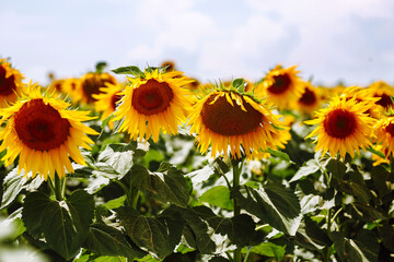 Bright yellow sunflowers in the fields against the blue sky.