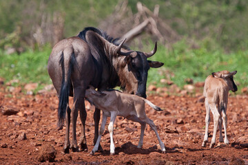 Blue wildebeest cow with her calf