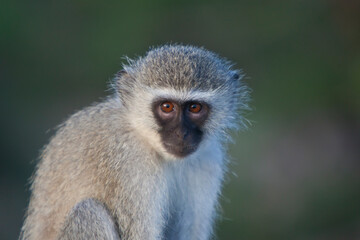 Naklejka premium Blue monkey closeup in Kruger National Park