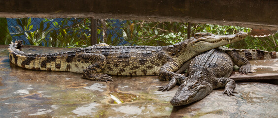 These crocodiles at the Samui Crocodile Farm (Koh Samui, Thailand) enjoy each others company while resting in the shade of a roof-covered pool.