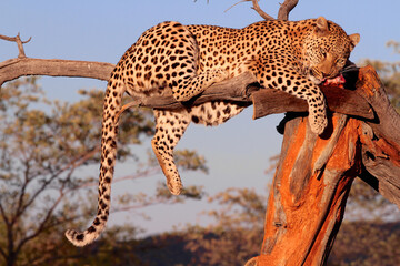 A Leopard in a tree eating meat