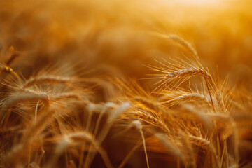 Gold wheat field. Agro business. Harvesting.