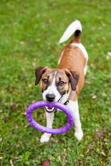 dog Jack Russell Terrier with a toy rubber ring
