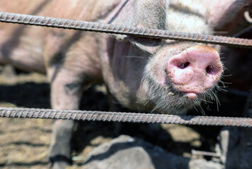 Dirty pigs grazing on a pig farm. Natural organic pig breeding. Farming. Stockbreeding. Snout in close up