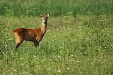 Rehbock auf einer Wiese
Capreolus capreolus