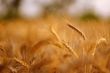 Gold wheat field. Agro business. Harvesting.