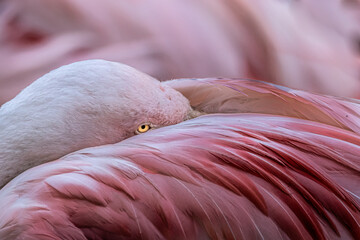 flamingo resting its head