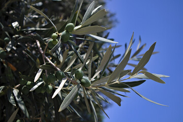 Close-up of an olive branch with some olives