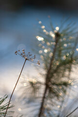 small pine tree with glare in the winter forest
