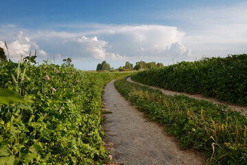 Fototapeta na wymiar road in a field under a blue sky with clouds
