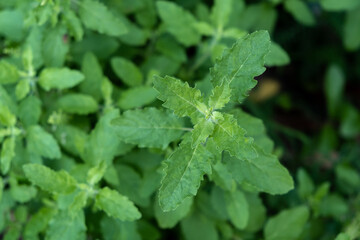 Picture of green holy basil
