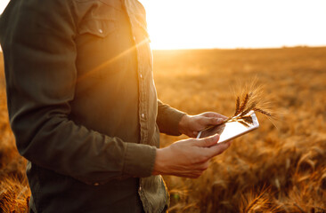 Young farmer in sterile medical masks with a tablet in their hands in a wheat field during...