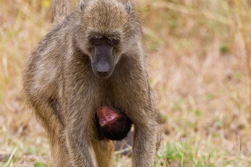 Mother baboon with little baby baboon