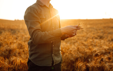 Farmer with ears of wheat at sunset in a wheat field. Harvesting. Agro business.