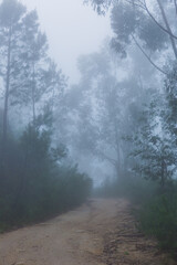 Fog in the forest