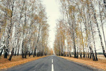 birch alley along the road in autumn