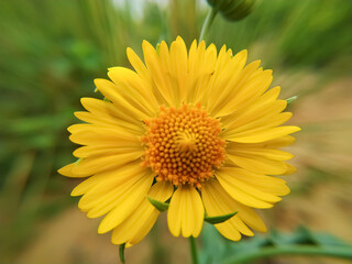 yellow Desert sunflower 