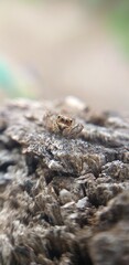 Spider macro 