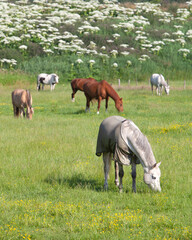 Naklejka na ściany i meble horses graze in green meadow near flowers in holland