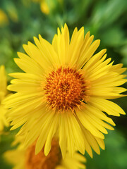 wild sunflower in the field