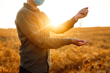 The farmer pours the grain on a wheat field at sunset. Man wearing face mask, protect from infection of virus, pandemic, outbreak and epidemic of disease on quarantine.